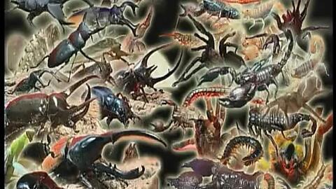 昆蟲大戰(zhàn)毒蟲視頻,驚心動魄的生態(tài)對決